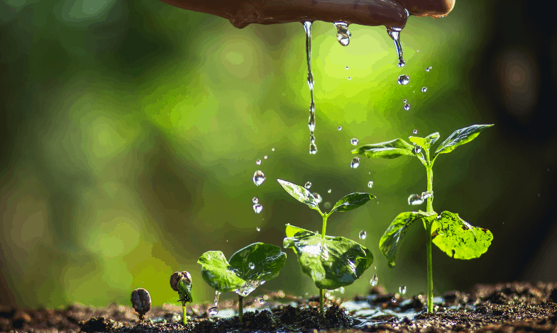 About Watering Plants