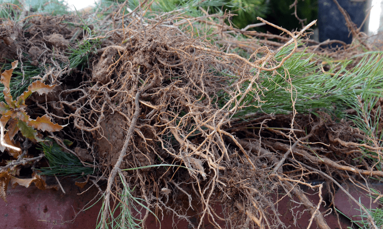 What Is Root Rot?