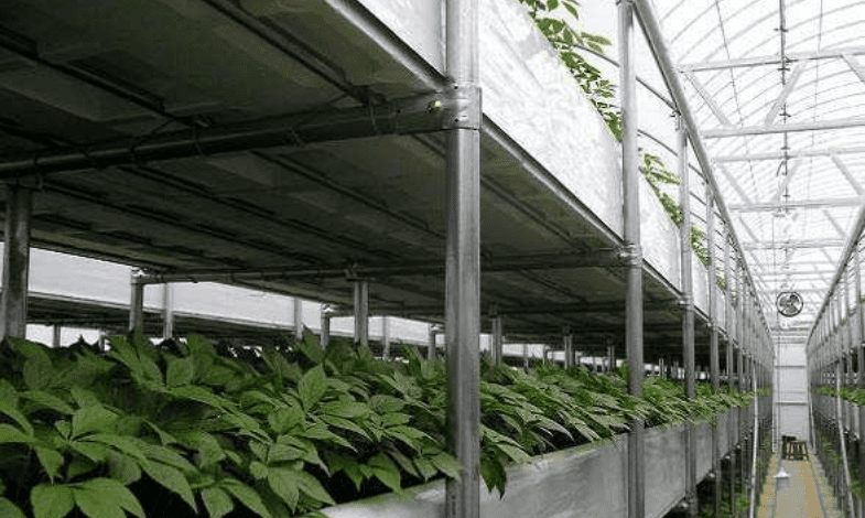 Guide To Grow Ginseng Hydroponically: Step by Step Guide