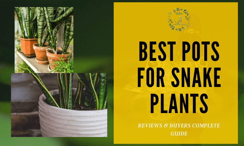 Best Pots for Snake Plants