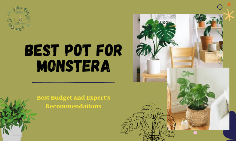 Best Pots for Monstera