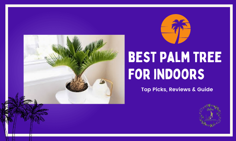 Best Palm Tree for Indoor