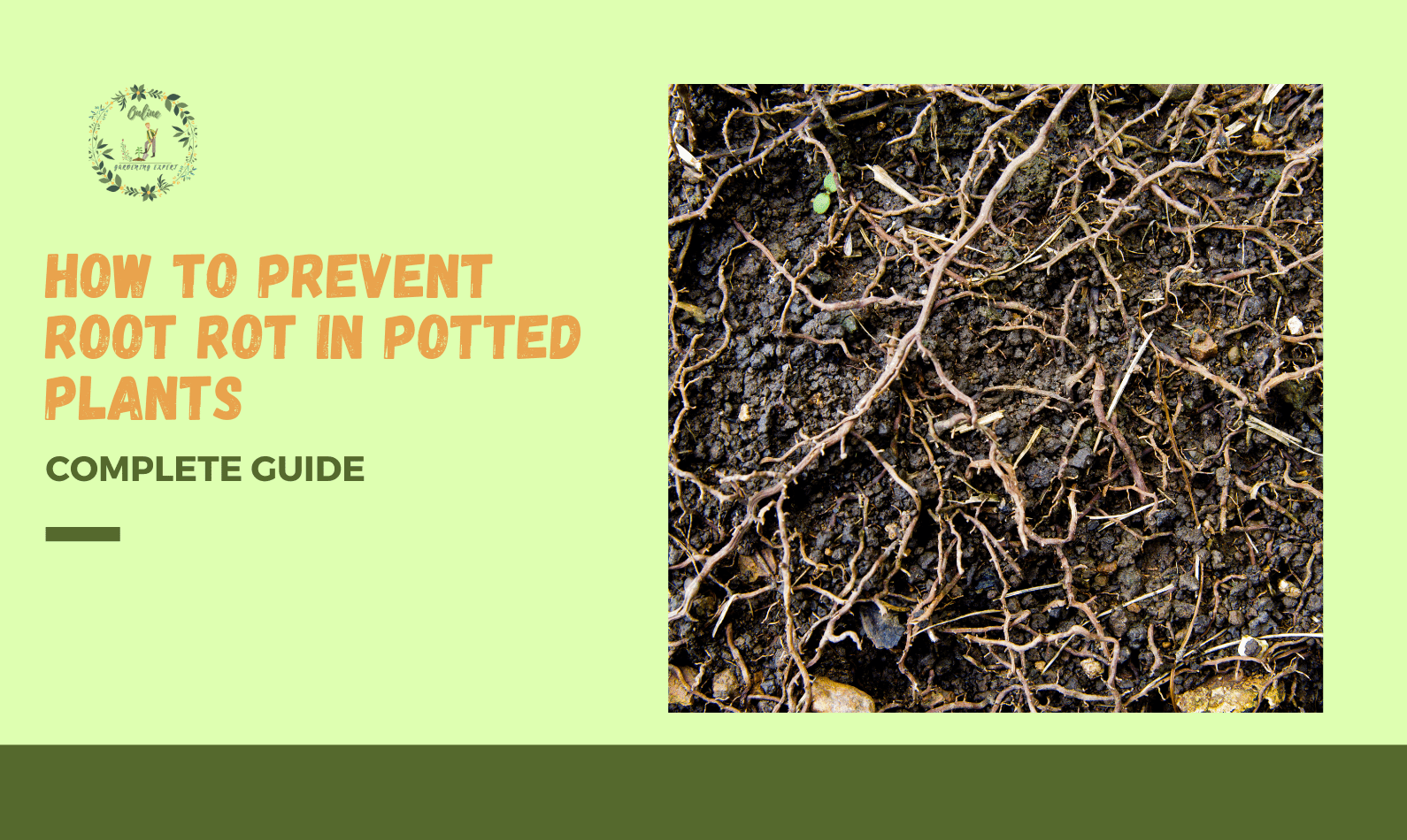 How to Prevent Root Rot in Potted Plants